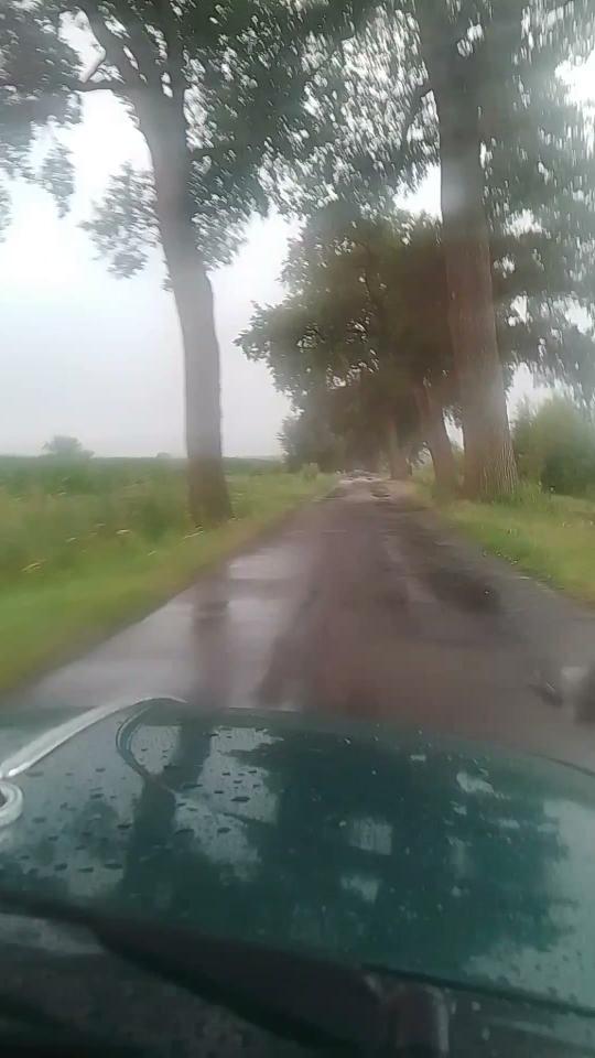 Im Käfer, mit Blick durch Frontscheibe auf die Fahrbarn vor einem. Es ist eine sehr schmale Straße mit Bäumen rechts und links an der Seite. Es regnet sehr stark