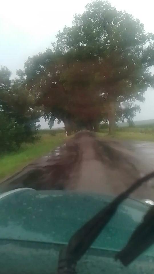 Im Käfer, mit Blick durch Frontscheibe auf die Fahrbarn vor einem. Es ist eine sehr schmale Straße mit Bäumen rechts und links an der Seite. Es regnet sehr stark